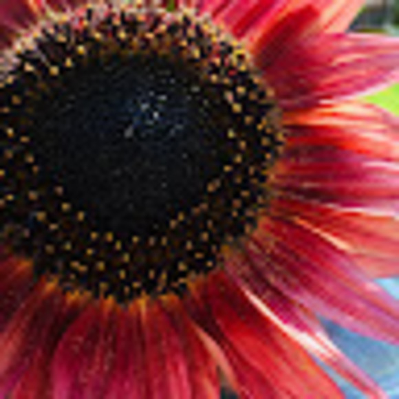 Meet your Posher, Sarah - Picture 1 of 1